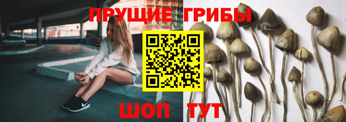купить  сайты  Псилоцибиновые грибы мицелий  Назрань  Вход с VPN  Галлюциногенные грибы Magic Shrooms 